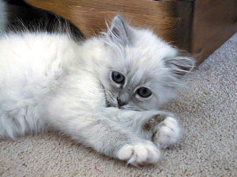 Kitten bred byTina Mason mailto:tina.mason5@gmail.com